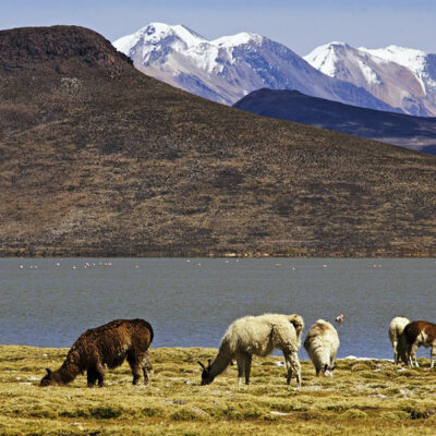 Laguna de las Salinas Medio Día